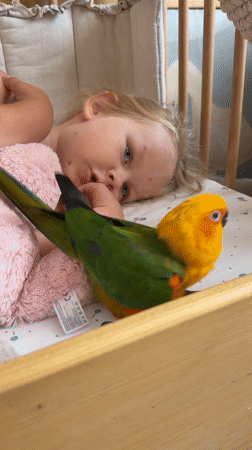 Sun Conure parrot relaxing at home in Khimki
