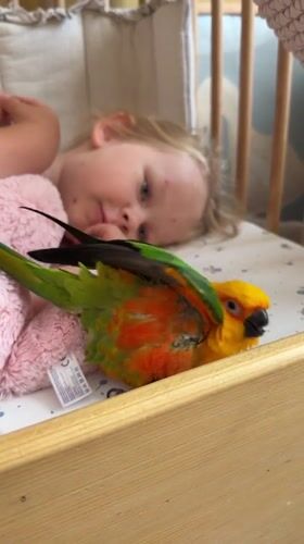 Sun Conure parrot relaxing at home in Khimki