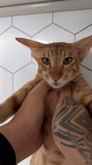 Tattooed person photographed holding orange cat in Moscow area