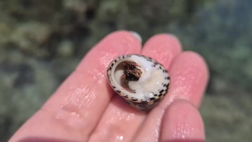 A close-up shot shows a person's hand holding a small hermit crab in a shell. The hermit crab is visible, partially emerged from its shell, which is white with black and brown speckles. The hand appears to be wet, suggesting it is near water. The background is out of focus but shows a blurred aquatic environment with rocks or coral. The lighting is bright, indicating an outdoor setting, likely during the daytime. The hermit crab is the primary subject, and its delicate features are discernible. The hand's fingers are gently cupping the shell, allowing the viewer to observe the creature.