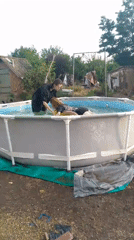 Backyard pool day in a Russian village, dog included