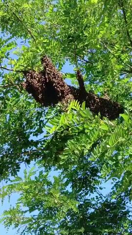 The video shows a large swarm of bees clustered on a tree branch, surrounded by green leaves and a blue sky. The swarm is dark brown and appears to be hanging from multiple points on the branch. The camera angle is looking up from below the branch.