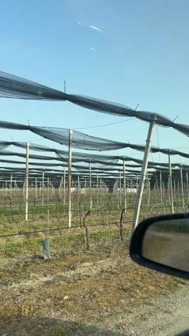 The camera is inside of a vehicle moving slowly past a vineyard. The vines are supported by posts and wire structures covered with black netting. The sky is blue with light clouds. The ground appears dry. A car’s side mirror is visible in the lower right corner of the frame.