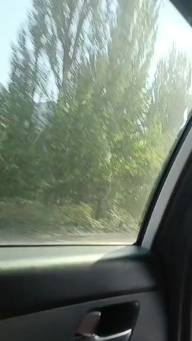 The video shows a view from inside a car looking out the passenger window. Tall, thin trees line the side of the road, and a mountain range is visible in the distance. The sky is clear and blue. The car appears to be moving at a moderate speed.