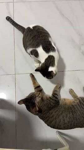Two cats are on a tiled floor. One cat is lying on its back with its paws in the air. The other cat is standing and looking down at the first cat. The floor is white with gray veining.