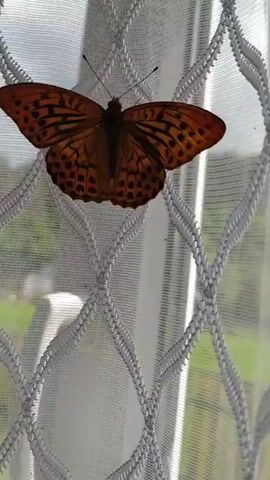 A close-up shot shows a butterfly resting on a white decorative mesh curtain. The butterfly is orange with black markings and has its wings spread. The background is blurred, showing green foliage and a white surface. The butterfly remains stationary throughout the short clip.