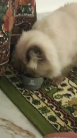 A fluffy, light-colored cat is eating from a grey bowl on a green and beige patterned rug. The cat is close to a piece of furniture with a colorful patterned fabric. The floor is white. The camera is static and close to the cat.