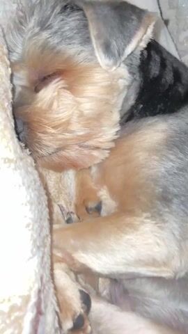 The video shows a close-up shot of a Yorkshire Terrier puppy sleeping curled up on a blanket. The puppy's eyes are closed, and its fur is a mix of tan and gray. The blanket appears to be soft and textured, with a light cream color. The background is slightly blurred, but it seems to be an indoor setting. The camera is positioned above and to the side of the puppy, capturing its peaceful slumber.