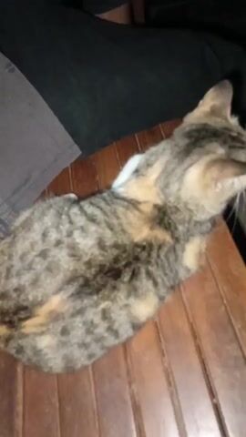 A tabby cat with patches of orange and white is sitting on a wooden table. The cat is facing away from the camera, looking to the right. A person's legs are visible in the background. The lighting is dim.