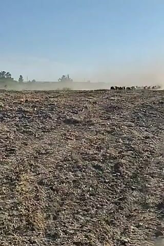 The video shows an aerial view of a dry, overgrown field under a clear blue sky. A drone is flying over the terrain, capturing the landscape. The field is covered in dry grass and scrubby bushes, with some scattered trees and what appear to be small buildings or structures in the distance. There is a dust cloud in the background, suggesting some sort of activity or disturbance in the area. The drone appears to be moving forward and slightly to the right, giving a panoramic view of the desolate environment.