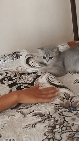 Gray kitten on a rug, getting briefly petted in Kokand