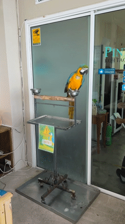 Macaw at a Ko Tao resort, coastline views from above