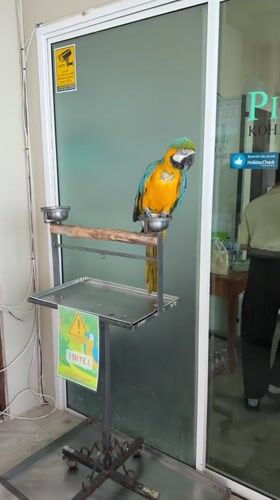 Macaw at a Ko Tao resort, coastline views from above