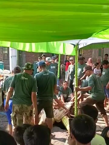 Under a green and white striped canopy, a group of men in green shirts struggle to restrain a cow lying on its side on the ground. Some men are bending over the cow, holding it down, while others stand around watching. The crowd appears to be of mixed ages. The environment seems to be outdoors, with buildings visible in the background. The atmosphere suggests an event or activity taking place, possibly involving the handling or slaughter of the animal.