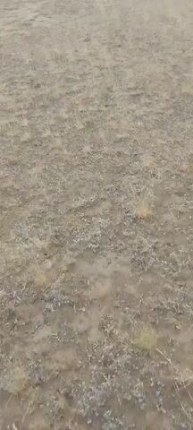 The media file depicts a dry, open field with sparse, dried vegetation and scattered pebbles or small rocks. The ground appears dry and somewhat dusty. The overall scene is one of a parched, open landscape. There is no discernible activity or event taking place; the camera appears to be stationary or slowly panning across the ground. The lighting suggests it could be daytime, but the weather is overcast or the light is diffused, as there are no strong shadows. The colors are muted, primarily shades of brown, grey, and beige, reinforcing the impression of a dry environment. There is no visible text or any indication of people or specific objects within the frame, other than the natural elements of the terrain. The lack of any distinguishing features makes it difficult to pinpoint a specific location beyond it being an outdoor, natural setting.