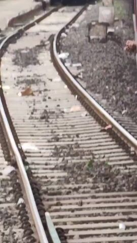 The video shows a close-up view of a train track from the perspective of a moving train. The camera pans slightly, revealing a section of curved track with ballast. In the distance, another train appears to be stopped or moving slowly on a parallel track. There are also some signs and posts alongside the tracks. A person's hand can be seen briefly extending from the window of the moving train. The environment appears to be an outdoor, possibly rural or industrial setting with dry ground and some vegetation. The lighting suggests it is daytime.