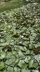 Lily pond with fountains, frog observed in Targovishte