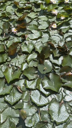 Lily pond with fountains, frog observed in Targovishte