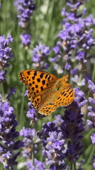Garden moments: butterflies on lavender, hands touching purple roses
