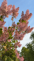 Pink lilac blooms captured in spring scene in Belarus