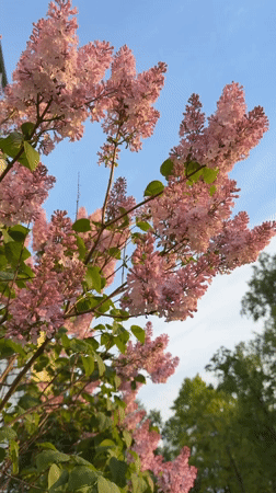 Pink lilac blooms captured in spring scene in Belarus