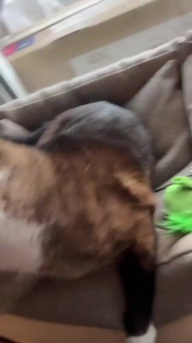 Tuxedo cat naps in a windowsill pet bed while being petted