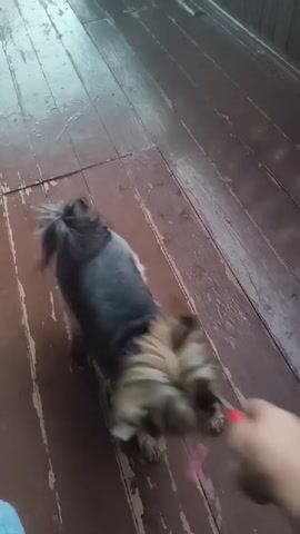 A person's hand holds a toothbrush and offers it to a small Yorkshire Terrier dog. The dog sniffs and licks the toothbrush. The scene takes place indoors on a wooden floor.