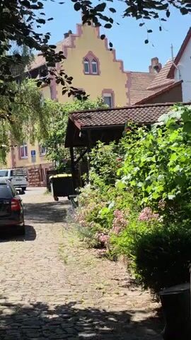 This media file captures a sunny daytime scene on a cobblestone path in Nierstein, Germany. The path is lined with lush greenery and blooming pink flowers, suggesting a spring or summer day. In the foreground, the rear of a dark-colored car is visible on the left. Further down the path, a yellow recycling bin is positioned near a covered outdoor structure with a tiled roof, which appears to be part of a residential property.

Behind the greenery, traditional German architecture is evident. A distinctive yellow building with a stepped gable and pink trim stands out. Its windows have pointed arches, adding a touch of historical charm. Adjacent to it, a white building with a red-tiled roof is partially visible. The overall impression is that of a quaint, residential street in a European town. The bright sunlight, shadows cast by foliage, and clear blue sky indicate pleasant weather. There are no people visible in the frame, and the focus is on the tranquil, picturesque setting. The time of day appears to be mid-morning or early afternoon. There is a blue and white parking sign visible on the left side of the street.