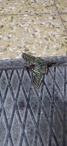 A green-and-black moth, wings open, sits on a tan terrazzo floor next to a dark gray metal grate. The moth then flies away, out of view.