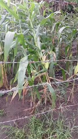 A handheld camera pans across a garden area filled with mature corn stalks, some of which have developing ears of corn. A barbed wire fence runs horizontally across the foreground of the frame, obscuring a clear view of the lower portions of the plants. Behind the corn, several large banana trees are visible, with one tree showing a bunch of green bananas. The overall environment appears to be rural or agricultural.