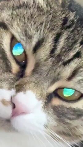 A close-up video shows the face of a tabby cat. The cat's eyes are wide open, and the pupils are reflecting a bright blue light, possibly from a screen or a light source. The cat's nose is pink, and its whiskers are visible. The background is dark and out of focus. The video appears to be taken indoors. There is no discernible human presence or interaction visible in the footage. The audio contains Russian speech, but it is not relevant to the visual description.