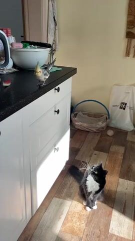 A tuxedo cat sits on a wooden floor in a sunlit kitchen, looking up at a cockatiel perched on the black countertop of a white cabinet. The bird has its wings slightly spread. On the countertop, there is a large white bowl, a kitchen appliance, and two pieces of red fruit. A woven basket sits on the floor behind the cat.