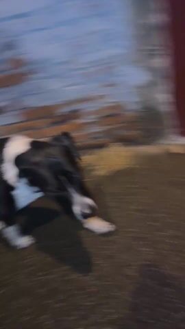 The video begins with a blurred shot of a street surface and a building. It quickly focuses on a black and white dog running down a narrow alleyway at night. The dog is the main subject of the video. The alley is flanked by brick buildings on one side and another wall on the other. The dog continues to run down the alleyway and onto the sidewalk. Streetlights illuminate the scene, providing a stark contrast between light and shadow. The video ends with the dog moving further away into the night.