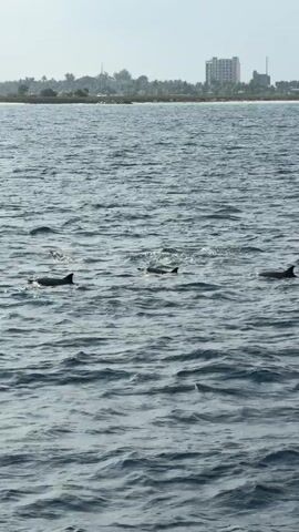 The video shows a pod of dolphins swimming in a body of water. The water is choppy and reflects sunlight. In the distance is a landmass with trees and buildings. In the first frame, four dolphins' fins are visible above the water. The camera then shifts slightly to the left to show a person with short brown hair taking pictures or videos of the dolphins with their phone. In the third frame, the dolphins are more spread out. In the final frame, three dolphins are visible, with two appearing to swim very close together.