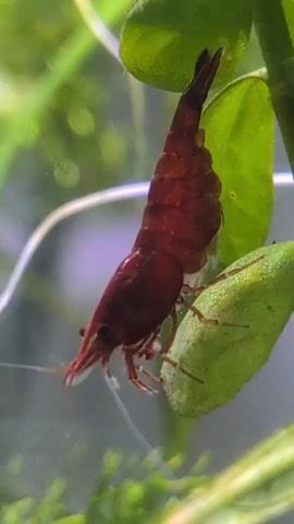A close-up video shows a single red cherry shrimp clinging to a green aquatic plant leaf. The shrimp is positioned vertically, with its head facing downwards. Its body is segmented and a deep red color. Its antennae are extended forward. The background is blurred, with other green plants and some white strands visible. The lighting appears to be from above, creating a slight glare on the shrimp's shell. The shrimp remains stationary throughout the brief recording.