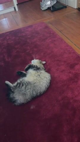 A cat is lying on a red rug. It looks up at the camera and lies back down. There is wood flooring adjacent to the rug, and a pair of shoes on the floor next to the rug. A white piece of furniture is visible in the upper left corner of the shot.