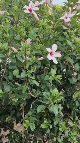 A close-up shot of a hibiscus bush with pink and white flowers is shown. The bush is in bloom and has many green leaves. The camera then pans out to show the entire bush, which is planted in a garden bed with mulch and grass. In the background, there are houses and a street with cars parked along the side. The sky is blue with some white clouds. The video appears to be taken during the daytime.