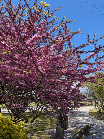 Spring blooms and palm trees observed in Sirius, Russia