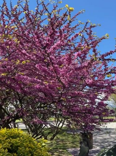Spring blooms and palm trees observed in Sirius, Russia