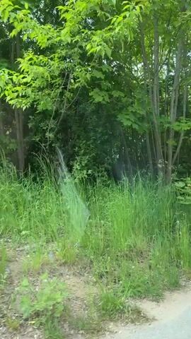 The video shows a view from a moving vehicle, likely a car, looking out at a lush green area. The scene is dominated by trees with bright green leaves and tall grass along the roadside. A road sign is visible on the right, consisting of two circular signs on a metal pole. In the distance, a few houses can be seen beyond the trees. The sky is overcast.