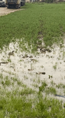 Ducks swim in flooded Belgrade field during spring flooding