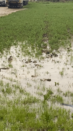 Ducks swim in flooded Belgrade field during spring flooding