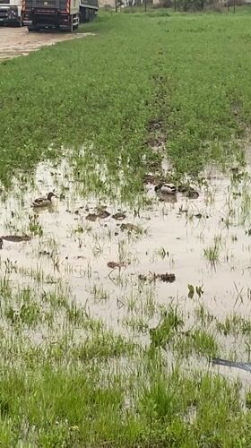 Ducks swim in flooded Belgrade field during spring flooding
