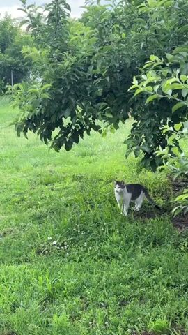 The video shows a black and white cat standing in a grassy area under a tree with green leaves. The cat is facing the camera. The grass is green and appears to be slightly damp, suggesting it may have rained recently. The tree has full foliage and provides shade to the area where the cat is standing. The background is slightly blurred but suggests more trees and greenery. The lighting appears to be natural daylight, possibly overcast. There are no other animals or people visible in the video. The cat's tail is visible and appears to be curved. The cat's mouth is slightly open, and it appears to be looking directly at the camera. There are small white flowers scattered in the grass in front of the cat.