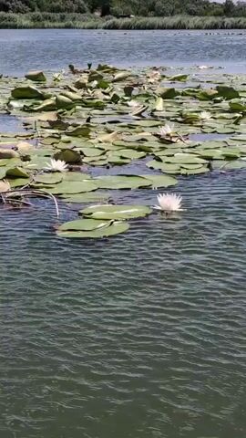 A body of water, likely a lake or slow-moving river, is filled with lily pads and a few white water lilies. The water is rippled, indicating a slight breeze. In the background, a distant shoreline is visible, covered in lush green vegetation, with what appears to be a bridge or structure further in the distance. The camera appears to be moving, possibly from a boat, as indicated by the changing perspective and the slight motion blur on the water's surface. The scene is serene and natural, with a focus on the aquatic flora.