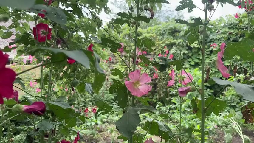 The video shows a close-up view of pink and magenta hollyhock flowers and green leaves in a garden. The camera pans slowly across the flowers, highlighting their details. In the background, other hollyhock plants and dense foliage are visible. The lighting suggests an overcast day. No people or animals are present.