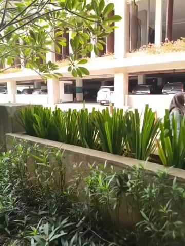 The video shows a medium shot of a partially visible tree in the foreground, with its branches and leaves obscuring parts of the background. The background features a multi-story building, likely a parking structure, with several cars visible on different levels. The architecture of the building appears to be modern, with concrete columns and open-air levels. There are also planters with greenery, including tall, spiky plants and smaller leafy plants, arranged along the edge of the building or a pathway. The lighting suggests it is daytime, with natural light illuminating the scene. The camera appears to be stationary or moving very slightly, focusing on the natural elements in the foreground and the urban environment in the background.