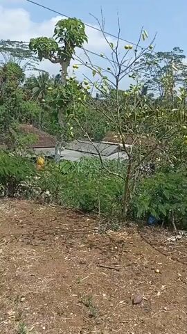 The video captures an outdoor scene dominated by a small, sparsely leaved tree bearing several green fruits, likely limes or small oranges. The tree is situated in dry, unkempt ground littered with fallen leaves and a few more fallen fruits. Behind the tree, there are glimpses of a rural residential area with traditional houses with tiled roofs and lush green vegetation. The sky above is a clear, bright blue with a few scattered white clouds, suggesting a sunny day. The camera pans slightly, offering a wider view of the surroundings, including what appears to be a power line and some taller trees in the background. The overall impression is one of a slightly neglected but functional agricultural setting.