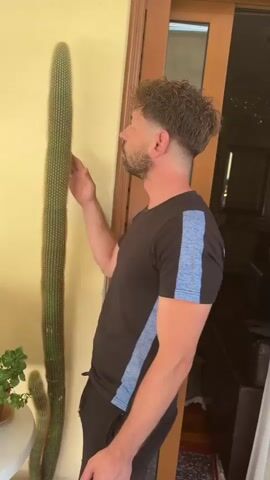 A man with curly hair and a beard, wearing a black t-shirt with blue stripes on the sleeves, and black shorts, stands next to a very tall, thin cactus. He is holding his right hand up, near the top of the cactus, as if measuring it or comparing its height. The cactus is positioned against a yellow wall. To the left of the cactus, a smaller cactus is visible, and a round white table with a green plant in a pot. To the right of the man and the cactus, a doorway or sliding door is visible, with a glimpse of an interior space beyond. The man looks at the camera and then towards the cactus.