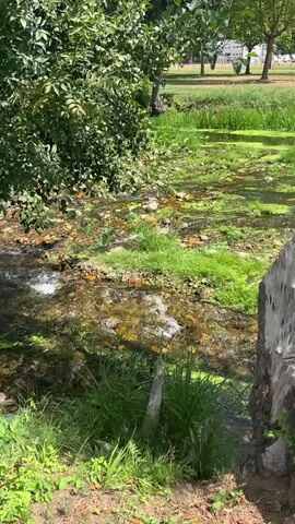 A shallow stream flows through a grassy area. The water is clear with a rocky bottom and patches of green algae on the surface. Lush green trees and foliage line the left bank of the stream. In the background, a manicured lawn with scattered trees and a building can be seen. A large, rough-textured, gray object, possibly a tree stump or a rock, is partially visible in the foreground on the right. The scene appears to be a natural or park-like setting on a sunny day.